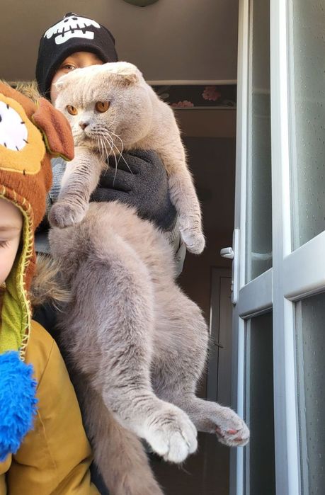 Сини британски и шотландски клепоухи котенца