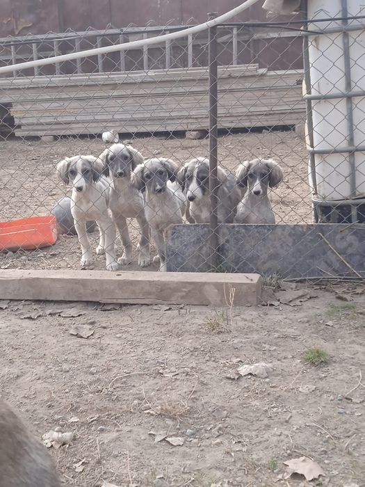 Тазы күшыктер бар ұргашы сатылады екы айлық