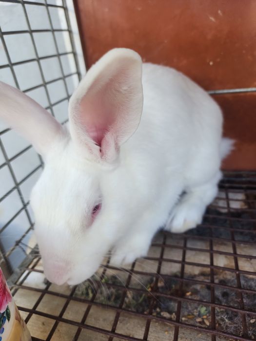 Продам кролик самец очень дёшево 2кг вес