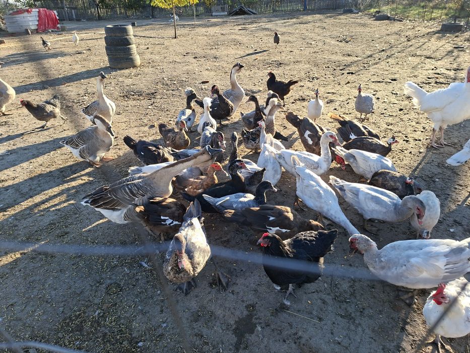 Vând gâște si rate leșești