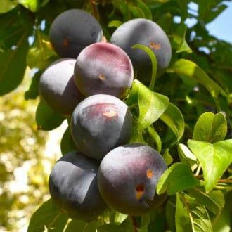 Pomi Fructiferi Columnari (PRUN )