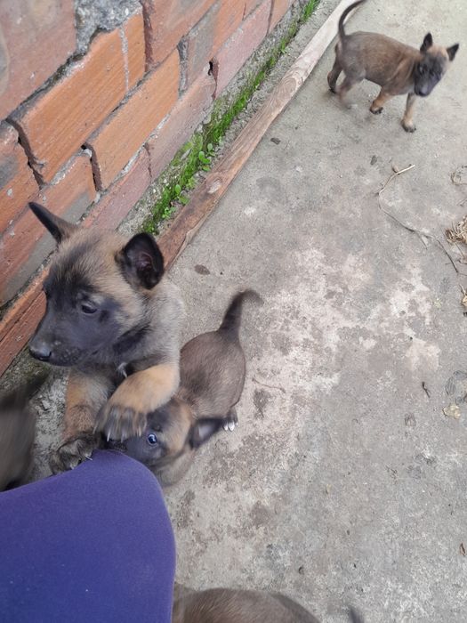 Белгийска овчарка