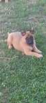 Câini Malinois cu pedigree