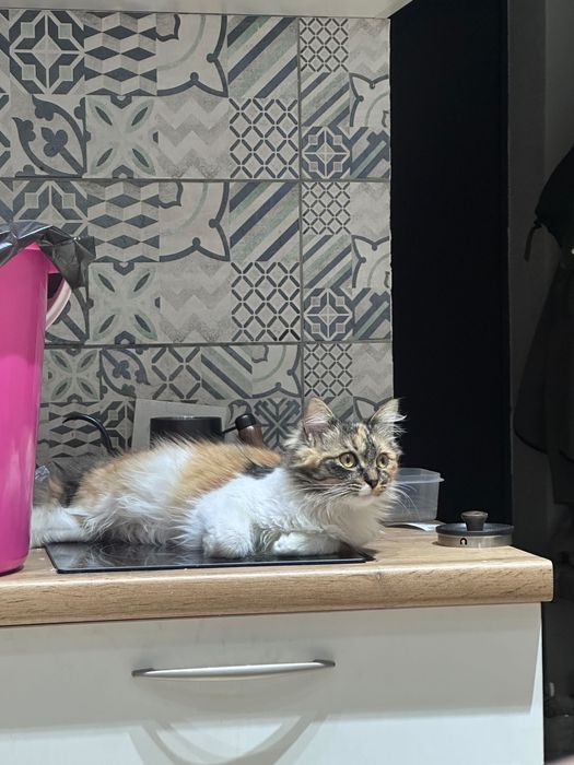 Отдадим кошку в добрые руки