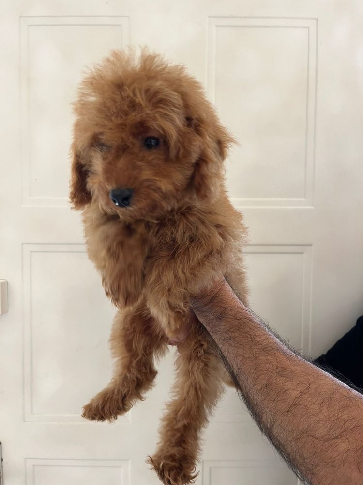 Pui Caniche / Pudel Pitic roscat femela
