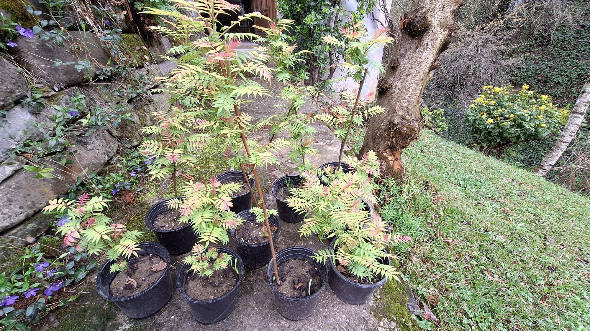 Продавам декоративен храст Сорбария (Sorbaria)