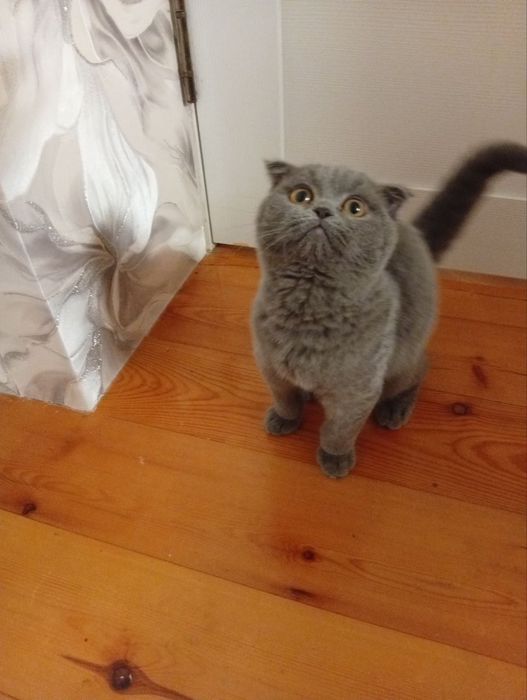 Шотландский фолд мальчик