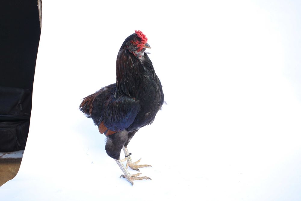 Cocos din rasa Araucana potarnichiu salbatic