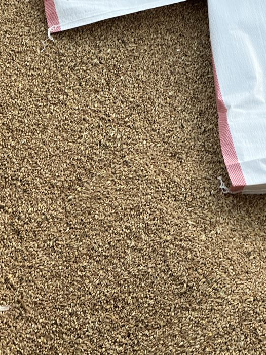 Пшеница 3 класс, отличного качества