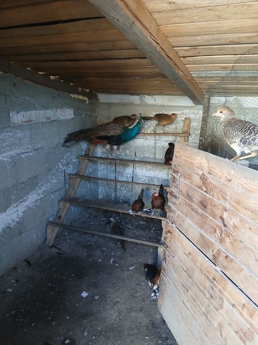 Desființez crescatorie de păsări exotice si de casă