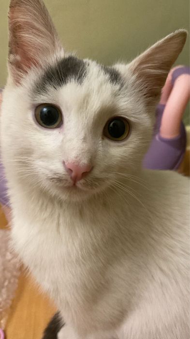 В добрые руки котенка