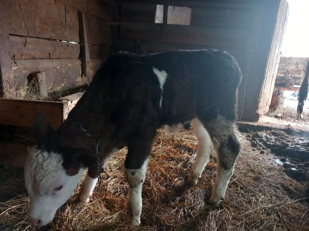 Vând vițel de carne