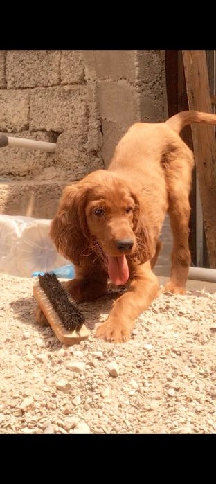 Щенки Ирландского красного сеттера