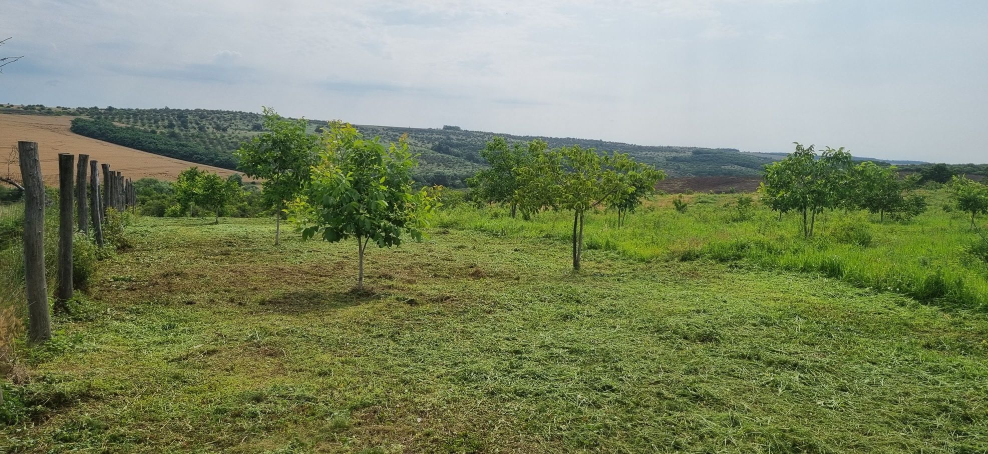 Teren 3ha cu plantatie de nuci