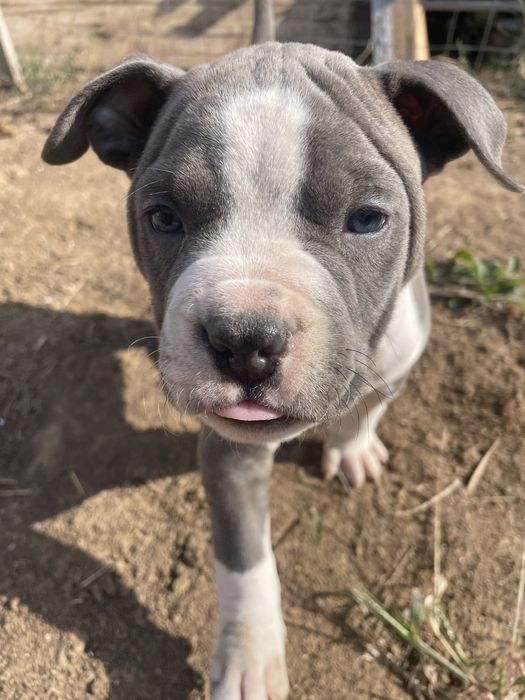 American Staffordshire Terrier