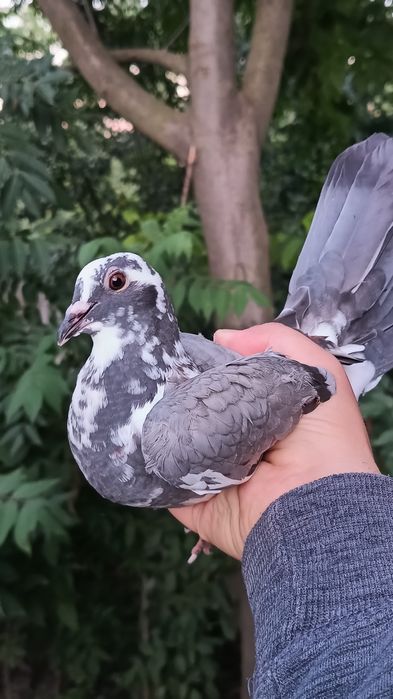 porumbei culori de deosebite