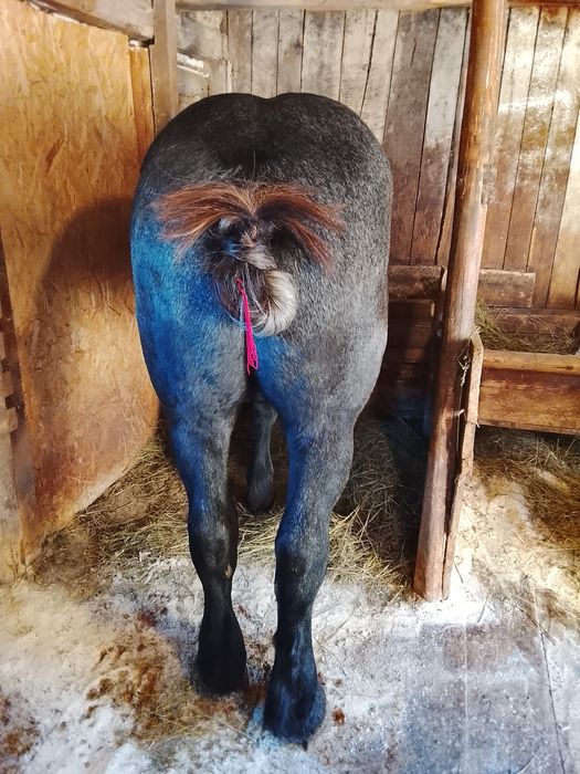 Vând mânz de un an jumate