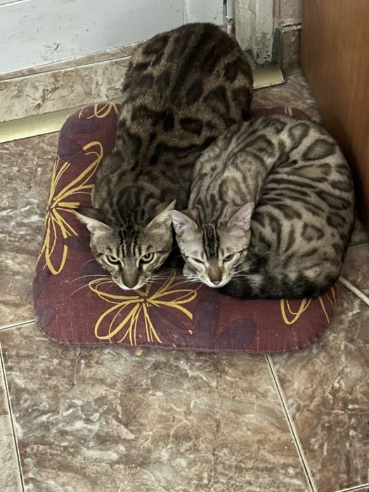 Бенгалски котета