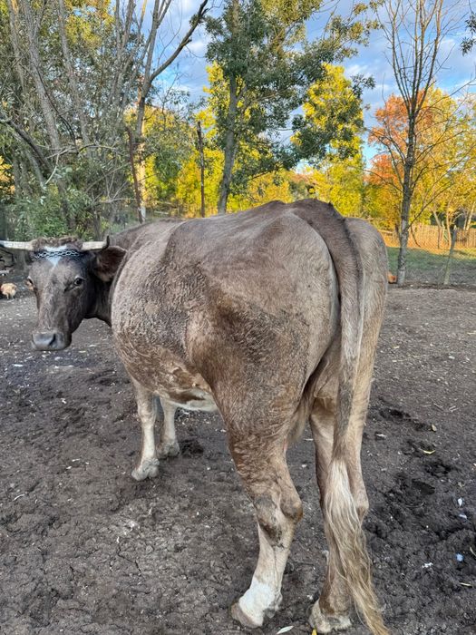 De vânzare vaci plus vitel