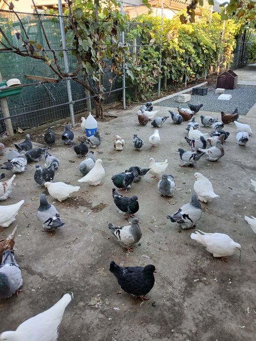 De vânzare porumbei mondaine francez, tineret și maturi