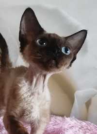 Замечательный котик породы Девон-Рекс.