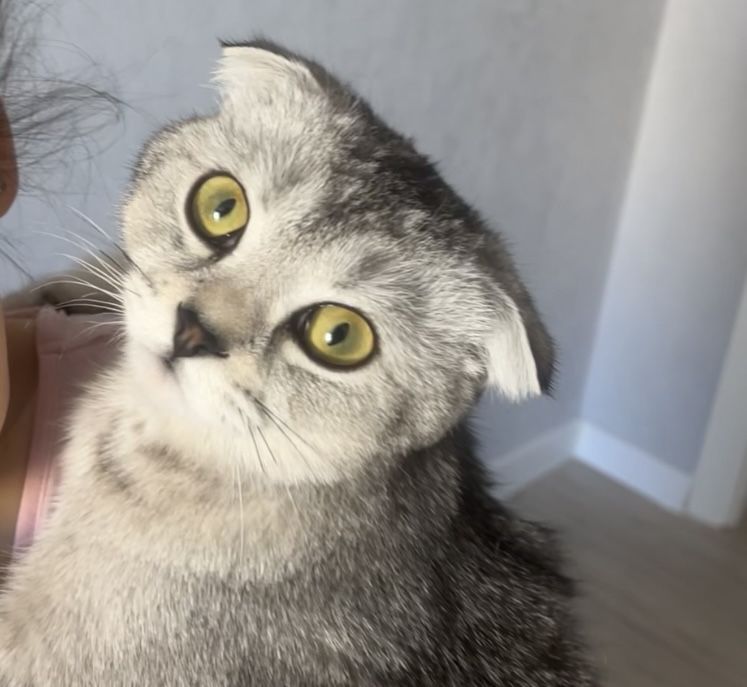 Ищем кота Скотиш фолд для вязки , придем на свидание или же у себя