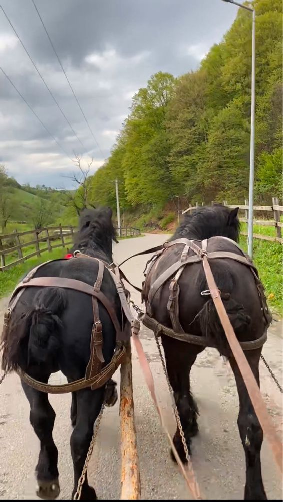Mânji de vânzare , armăsar si iapă de 2 ani