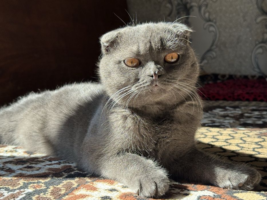 Ищем кошку для вязки с шотландским вислоухим котом