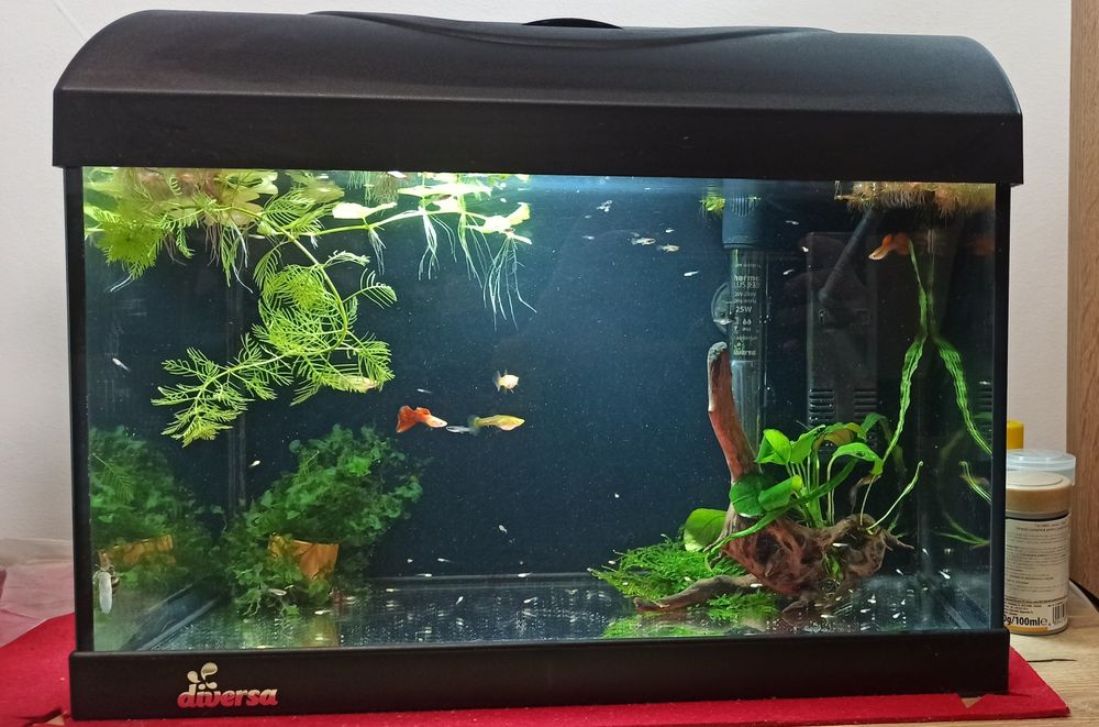 Acvariu Diversa 25 l