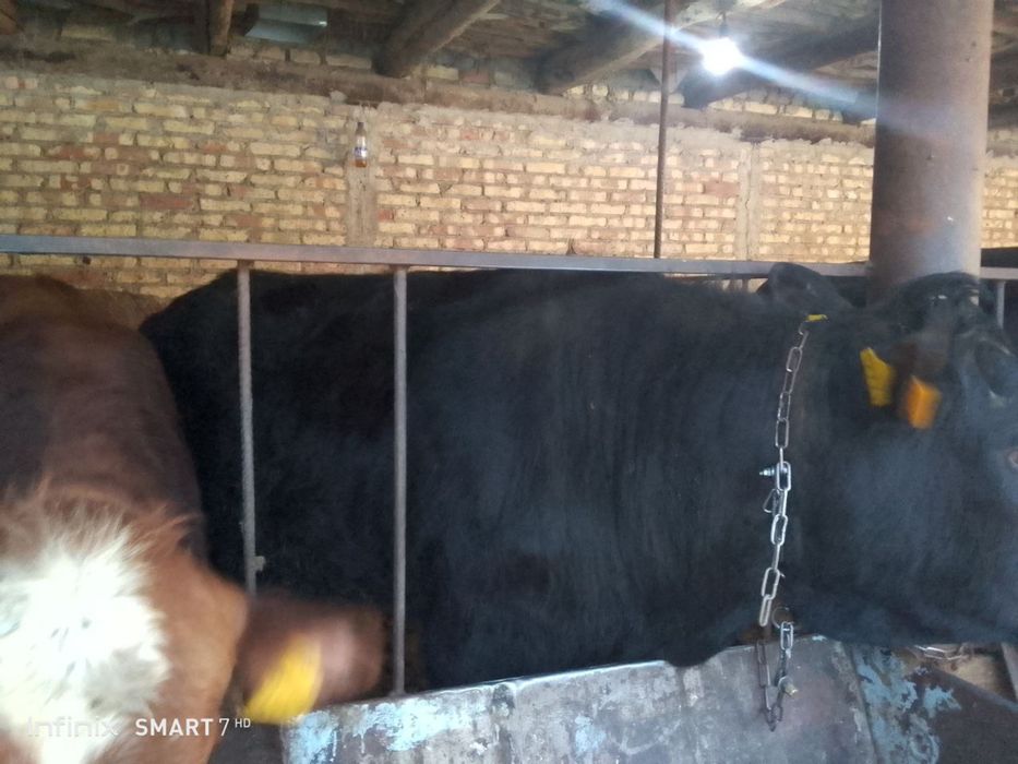 Semiz buqala boqilaykoni xam bo