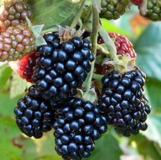 Arbuști Fructiferi (Mur De Cultura )