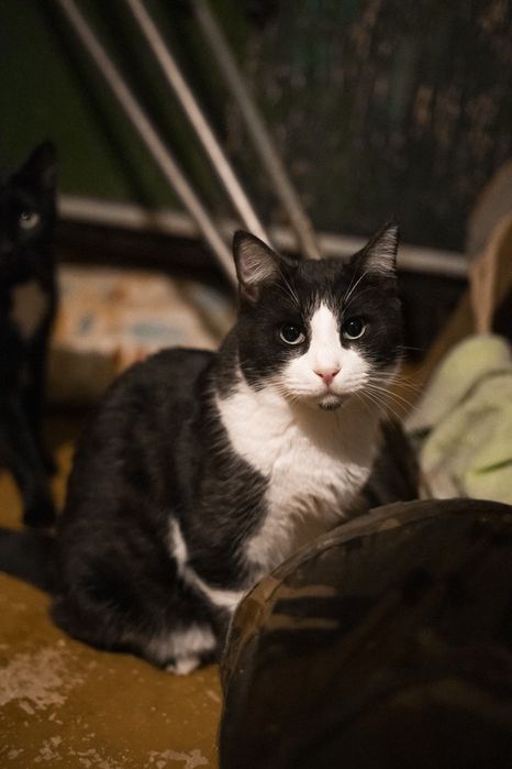 Кошки  с тяжелой судьбой ждут своего Человека