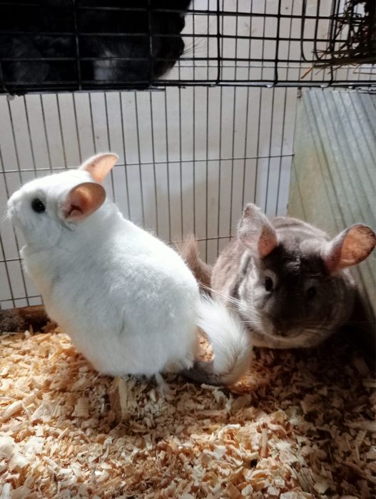 Chinchilla / sinsila, adorabilul animalut de companie. DE VANZARE.