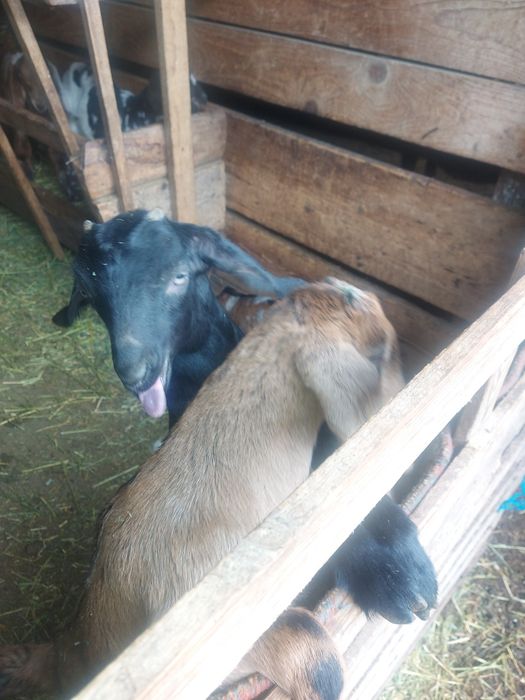 Iezi  de 3 săptămâni