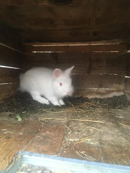 Vand iepurasi hycoli si cap de leu