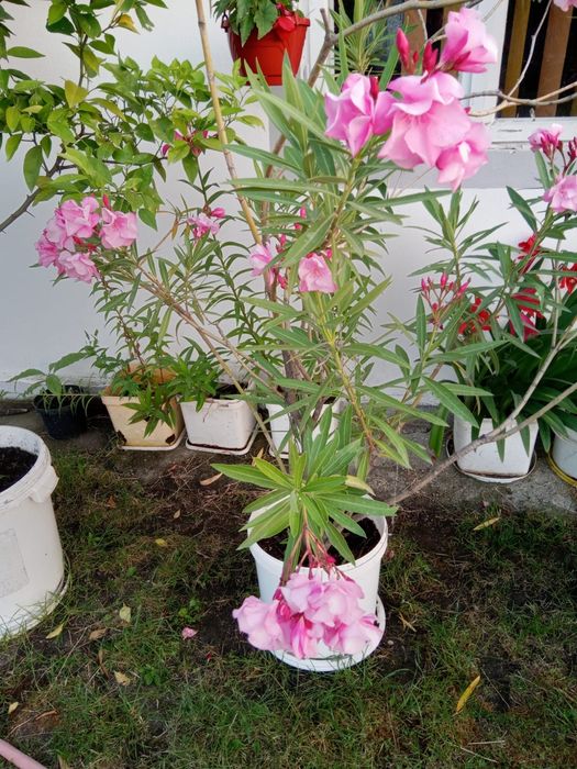 Vând Leandri 100 -170 cm