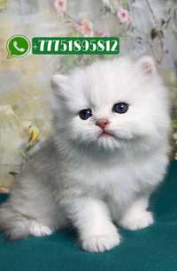 Добрые котята персидской шиншиллы