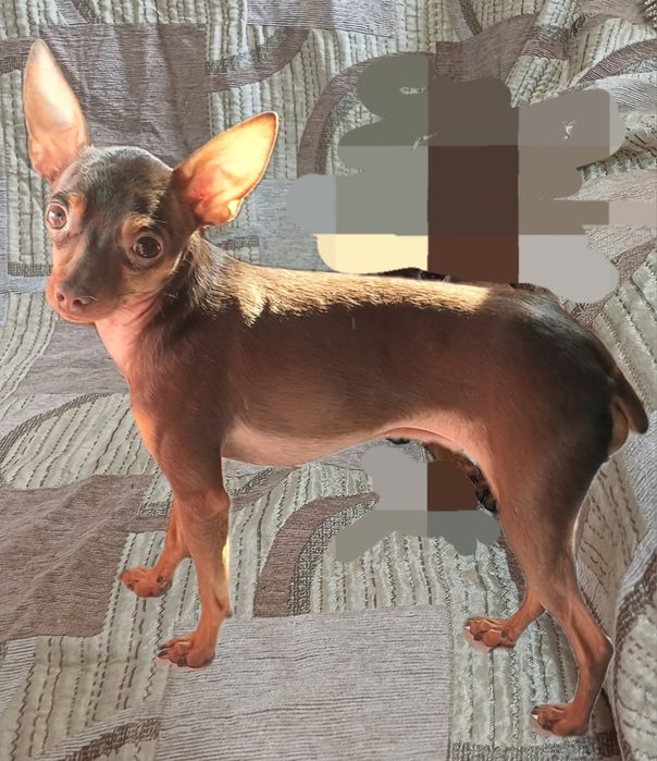 Вязка. Кобель той терьера на вязку.