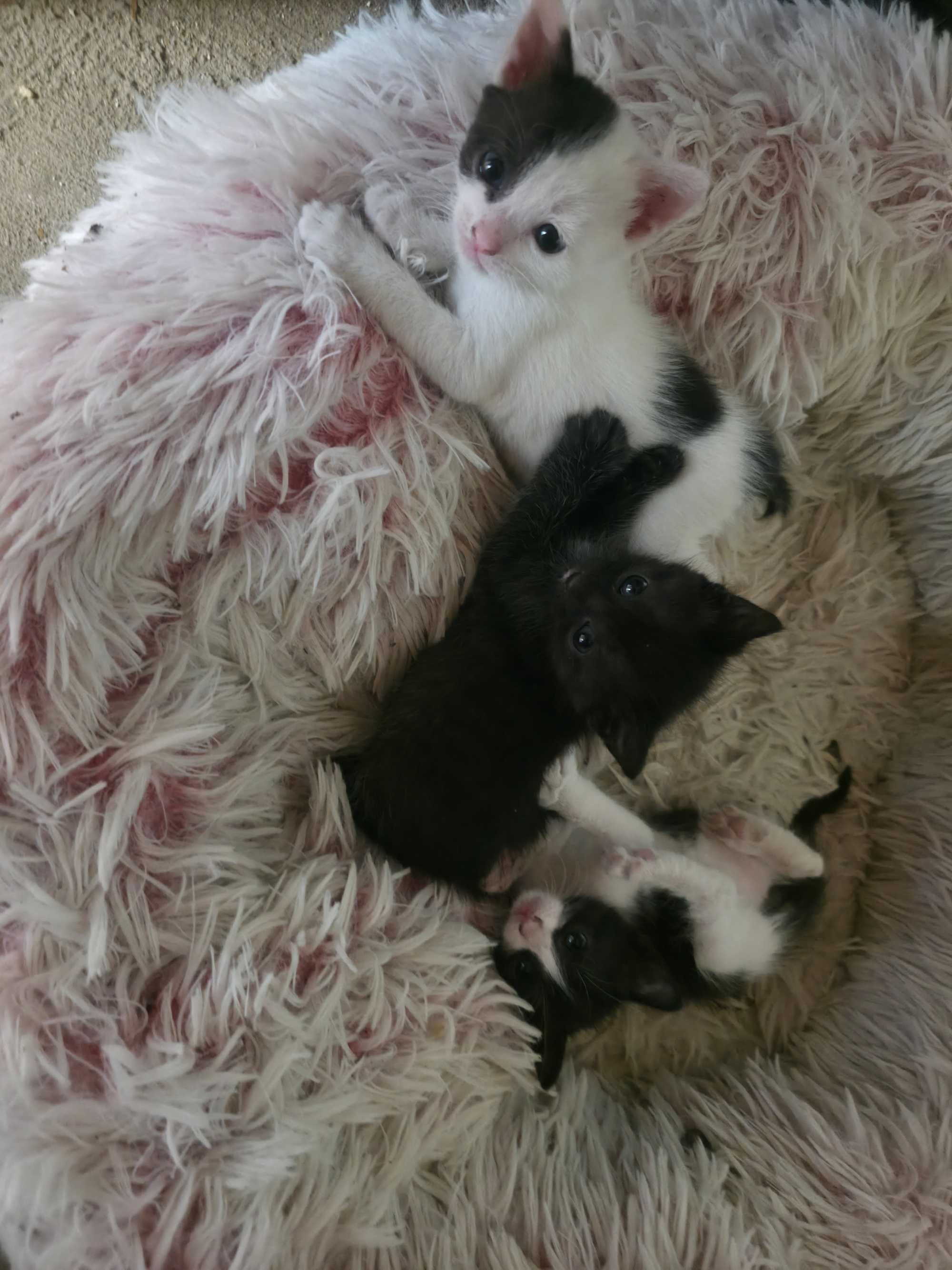 Сладки котенца търсят своя дом