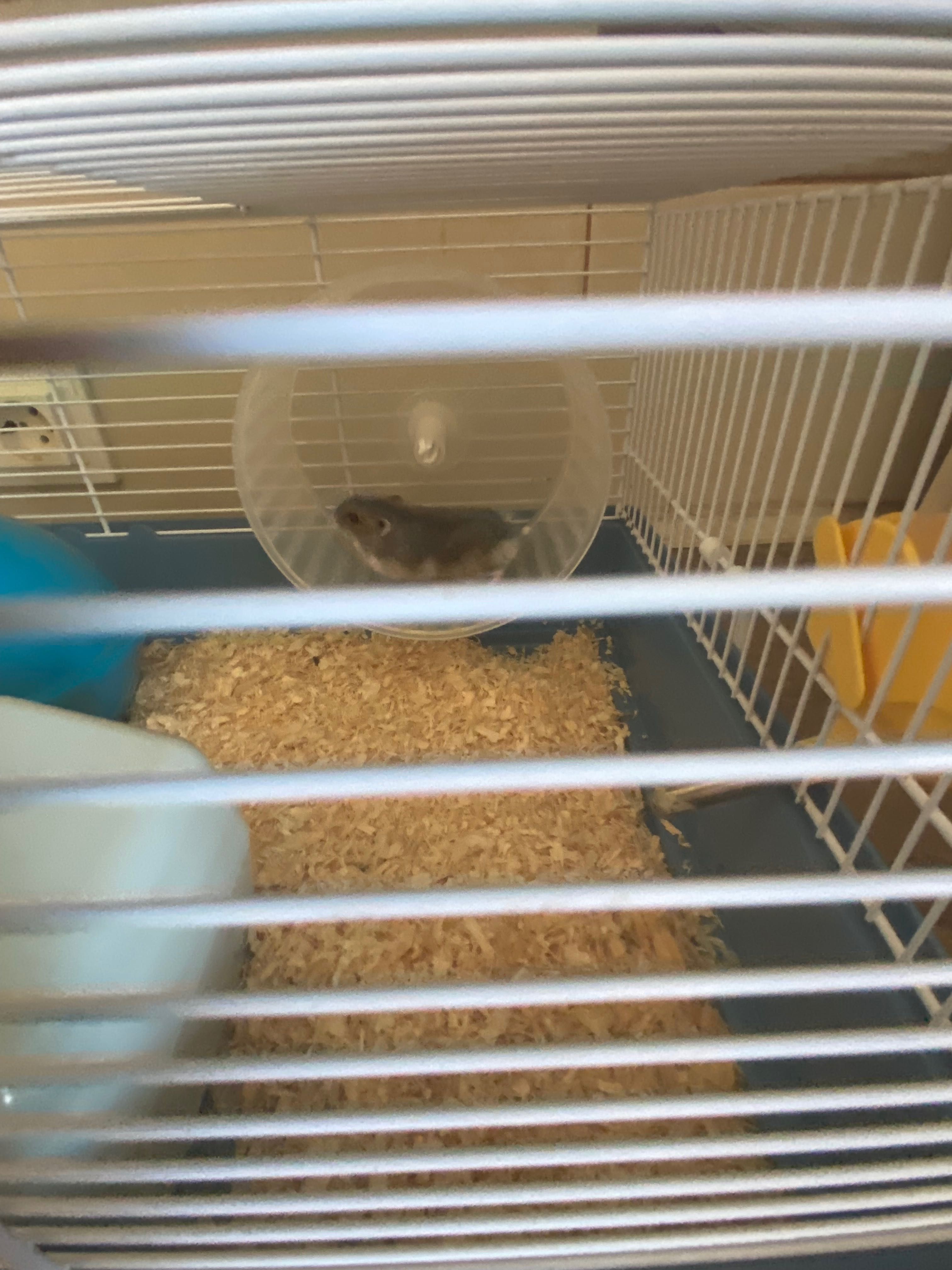 Vand hamsterii cu tot cu cusca!