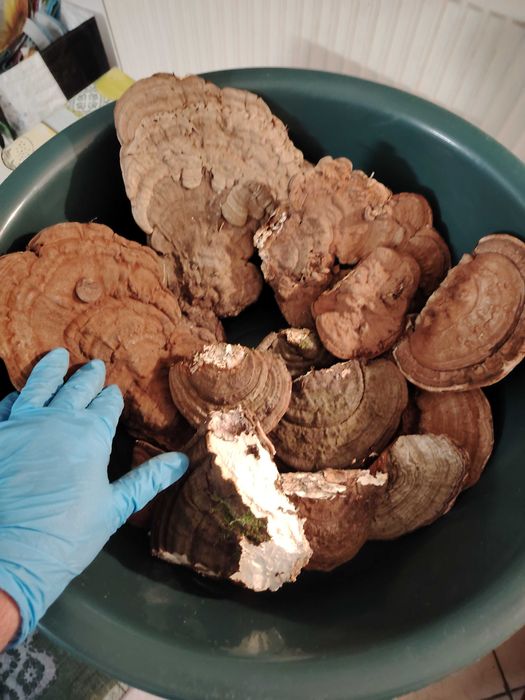 Ciuperci medicinale, GANODERMA, FOMITOPSIS Pinicola, Phellinus bucati