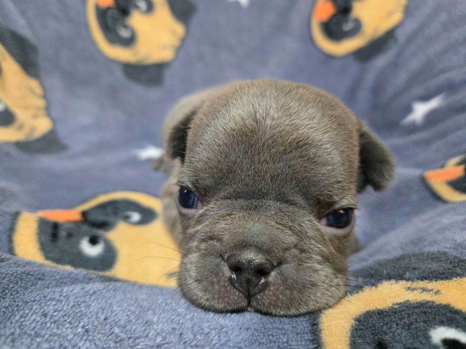 Bulldog Francez Blue