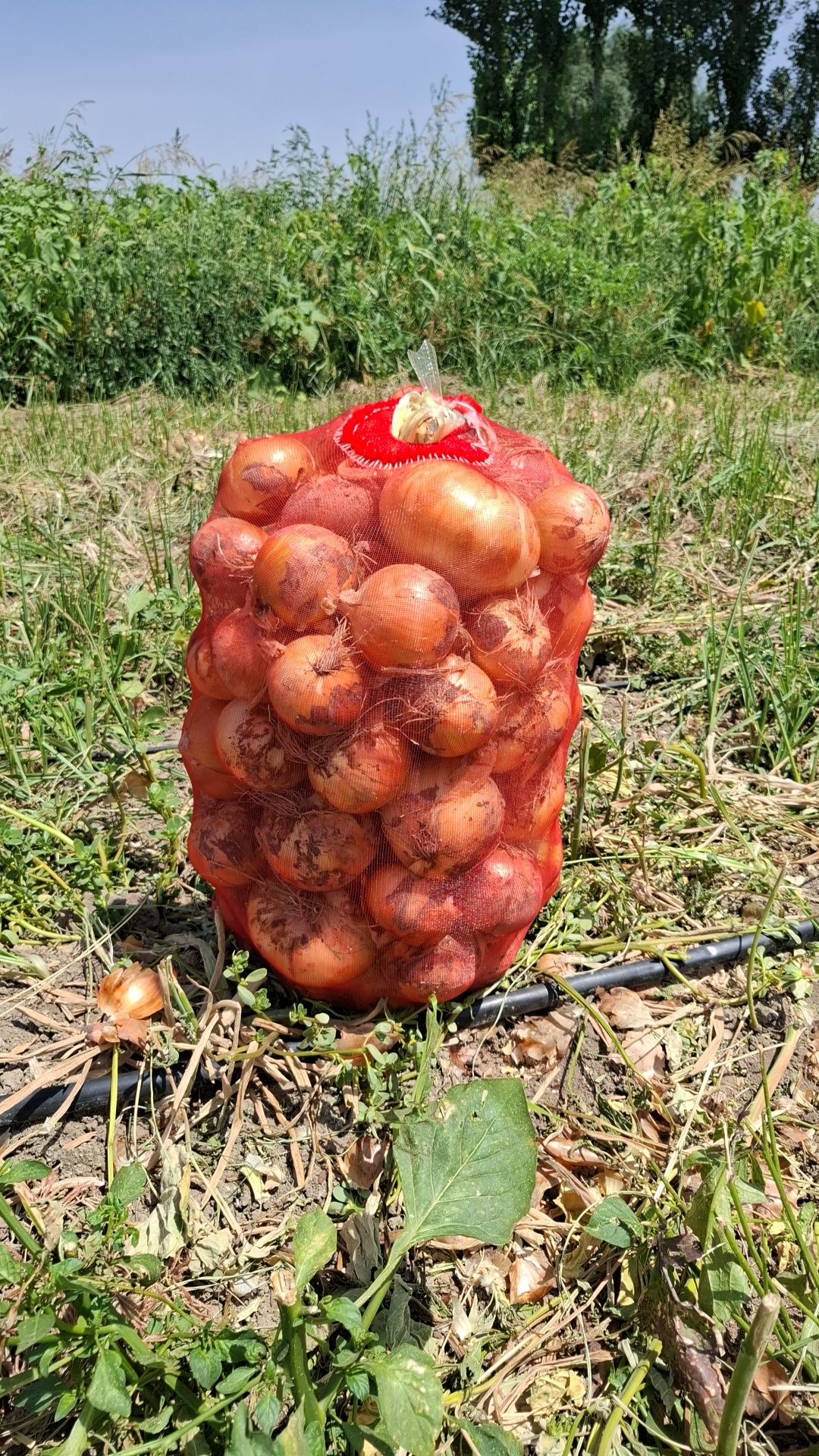 Пиез дулоб экспортга.ута йирик нархини кэлишамиз