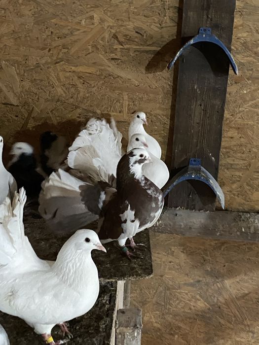 Vand porumbei pave, indieni, galateni, incaltati