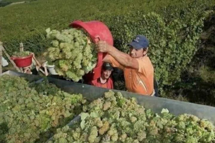 Strugurii de vin