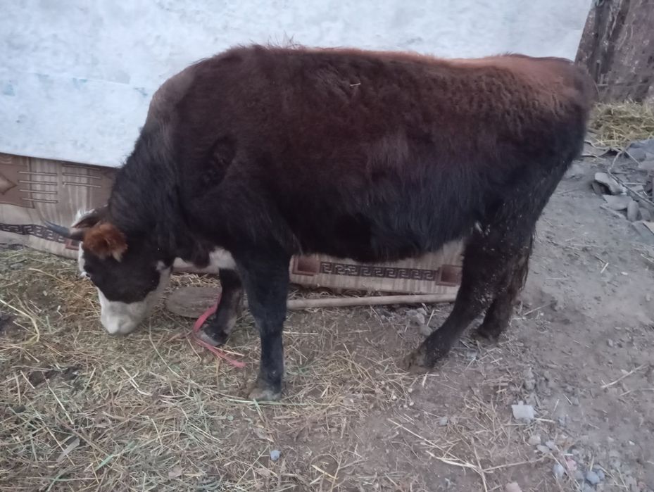 Құнажын сатамыз!