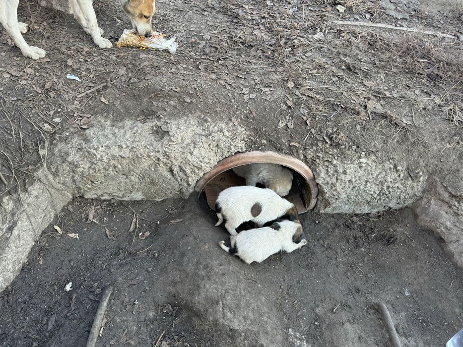 Щенки очень красивые