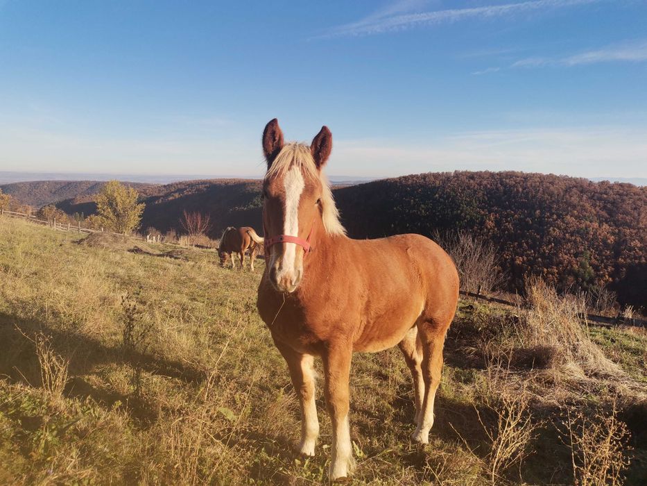 Mânz tânăr de 6 luni