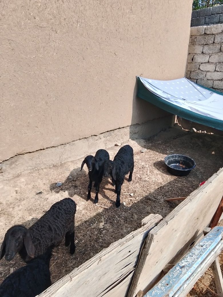 Куй боласи соглом