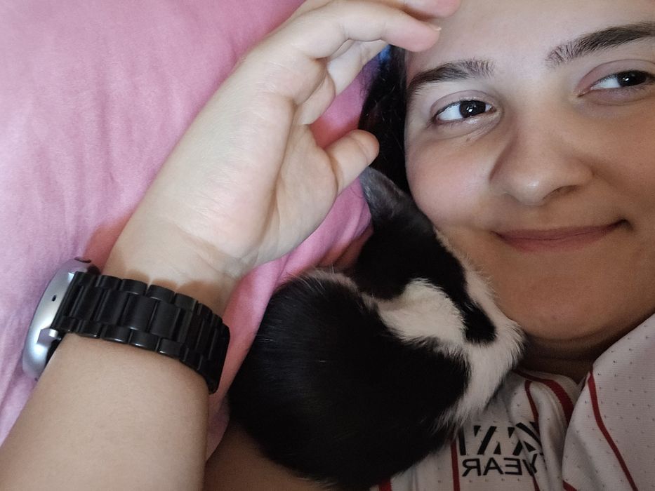 Pui de pisica adopție